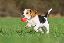images/dog/dog_c_scale,w_1374.jpg