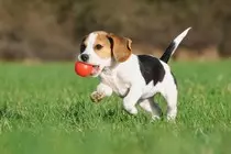 images/dog/dog_c_scale,w_909.jpg