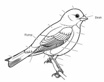 beakit.jpg