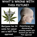 marijuana-cancer.jpg
