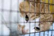 shelter-cat.jpg