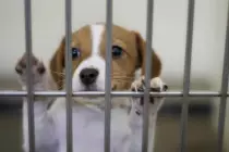 shelter-dog.jpg