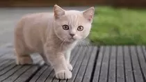 Imagenes/cosas-que-gustan-a-los-gatos-598x336.jpg