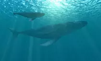 whales.jpg