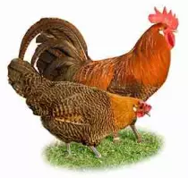 images/chicken.jpg