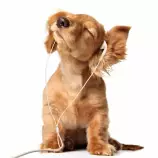 dog listening to music.jpg