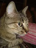 img/gato.jpg
