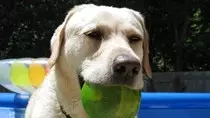 img/perro.jpg