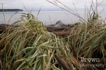images/large/home/tidal_grass.jpg