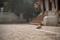 images/large/southeast_asia/sleeping_dog.jpg