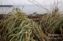 images/small/home/tidal_grass.jpg