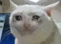 imagenes/gato.jpg