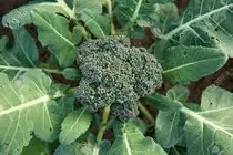 broccoli.jpg