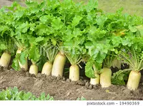 daikon.jpg