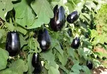 eggplant.jpg