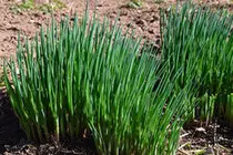 green-onion.jpg