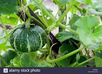 kabocha.jpg