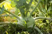 kohlrabi.jpg