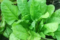 spinach.jpg