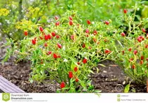 thai-pepper.jpg
