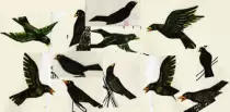 crows.jpg
