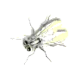 fly.gif