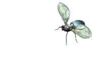 housefly.gif