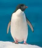 adeliepenguin.jpg