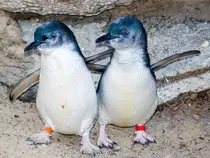 bluepenguin.jpg