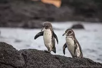 galapagospenguin.jpg