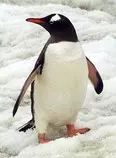 gentoopenguin.jpg