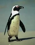 jackasspenguin.jpg