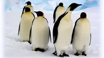 penguin1.jpg