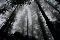 spookyforest-min.jpg