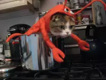 images/cute scottish fold kitten cat halloween costume funny omg kitty lobster seafood lolcat.jpg
