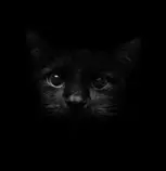 images/the_cat.jpg