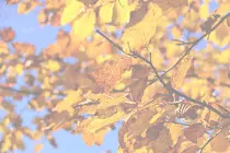 images/autumn.jpg