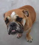 images/dog-370x317.jpg