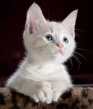 images/kitty-320x372.jpg