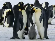 images/penguins-429128_960_720.jpg