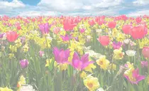 images/spring.jpg