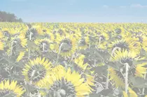 images/summer.jpg