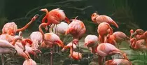 flamingo-pticy-mnogo.jpg