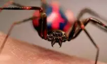 pictures/spider.jpg