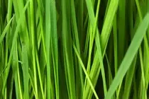grassMap1.jpg