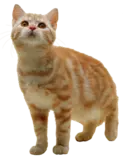 cat1.png