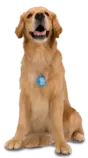dog1.png