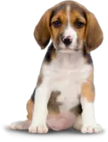 dog2.png