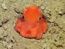 cuteoctopus.jpg
