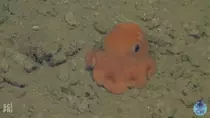 octo.gif